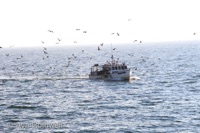 Fishing Boat with Gulls